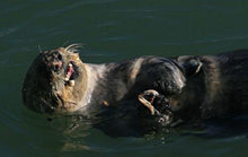 Гороховый краб. Горох краба -