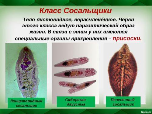 Паразитические плоские черви. Расселение плоских червей