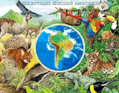 Интересные факты о животных Южной Америки. Мир фауны Южной Америки и его особенности
