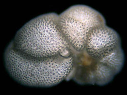 Интересные факты о саркодовых. Саркомастигофоры простейшие животные 03