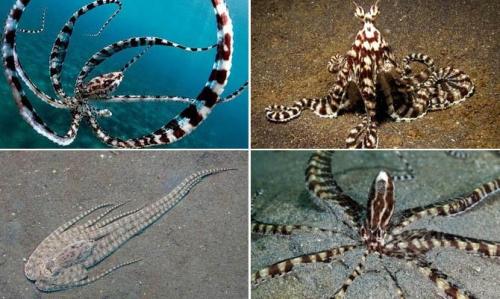 7 интересных фактов о моллюсках. Интересные факты о моллюсках + Видео