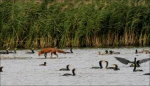 Птица похожая на утку. Кряква - крупнейший представитель диких уток