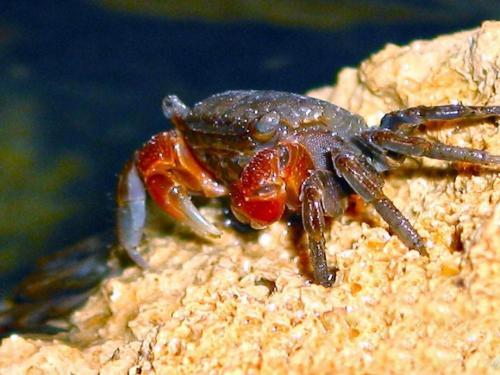 Интересные факты о крабах. Факты о крабах 08 Интересные факты о крабах. Факты о крабах 08