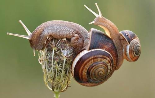 Сообщение о моллюсках. Описание и особенности