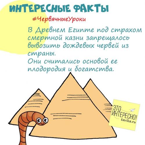 Интересные факты про червей. Червячные уроки. Уро.  Интересные факты про дождевых червей для детей
