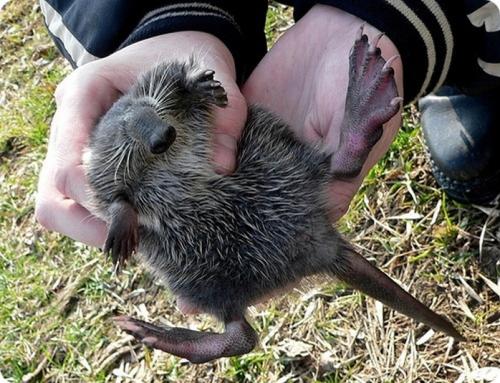Интересные факты выхухоль. 10 фактов о выхухоли 03