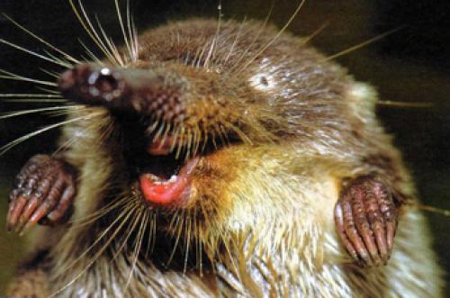 Интересные факты выхухоль. 10 фактов о выхухоли 02