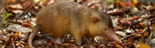 Выхухоль птица звук. Звук выхухоли