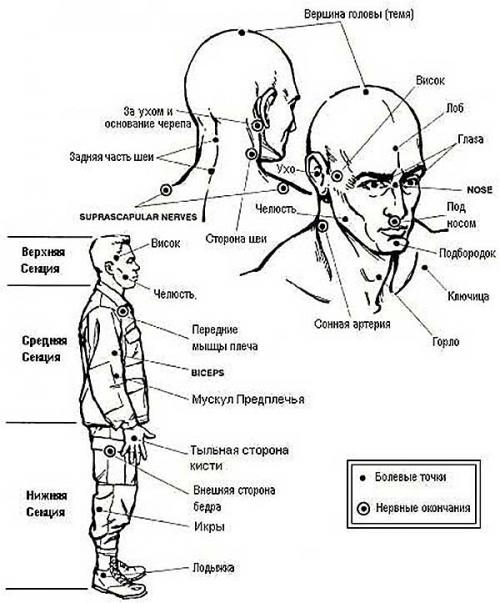 Анатомия человека болевые точки. Самые уязвимые зоны человека: где расположены на теле, подробная схема