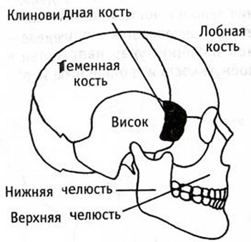 Анатомия человека болевые точки. Самые уязвимые зоны человека: где расположены на теле, подробная схема