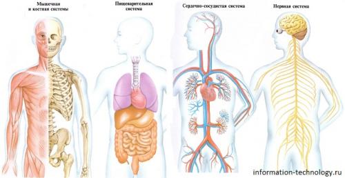 Из чего состоит человек химия. Из чего состоит тело человека