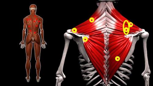 Болевые точки на спине. О теле и болевых точках