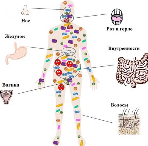 Сколько бактерий в организме человека. Сколько бактерий живет в человеке