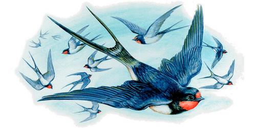 Интересные факты и сведения о ласточках. Внешний вид и особенности 06 Интересные факты и сведения о ласточках. Внешний вид и особенности 06