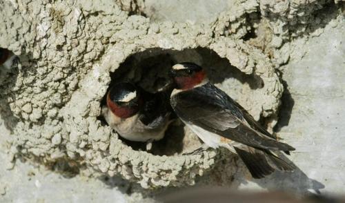 Где живут ласточки. Привычки ласточек и среда их обитания