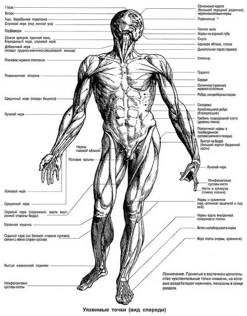 Анатомия человека болевые точки. Самые уязвимые зоны человека: где расположены на теле, подробная схема