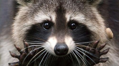 Факты о енотах. 12 интересных фактов о енотах
