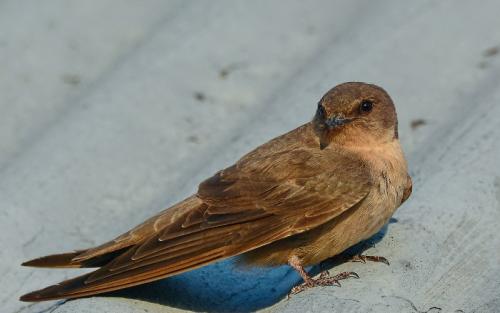 Где живут ласточки. Привычки ласточек и среда их обитания