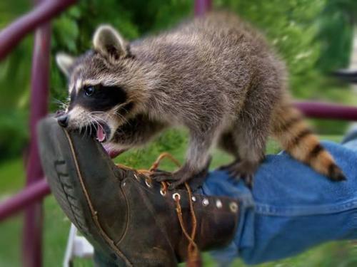 Болезни енотов. ЧЕМ ОПАСНЫ ЕНОТЫ: Болезни, переносимые енотами