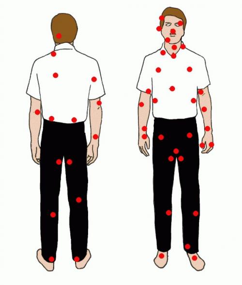 Где расположены болевые точки на теле человека. Тема 5 Анатомия болевых (уязвимых) точек человека 12