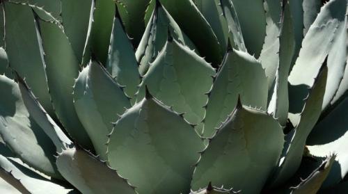 Листья, кактуса. Обзор, кактусов с листьями