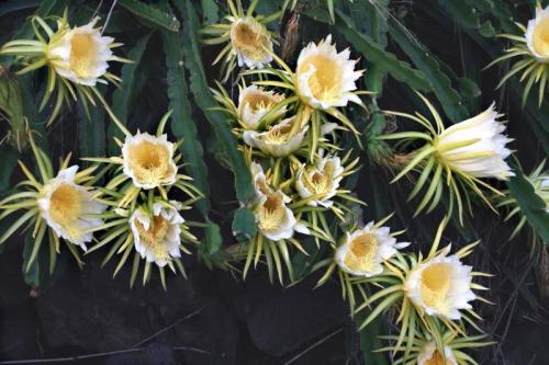 Интересные, кактусы. Топ 15 редких, кактусов. Необычные растения для дома!