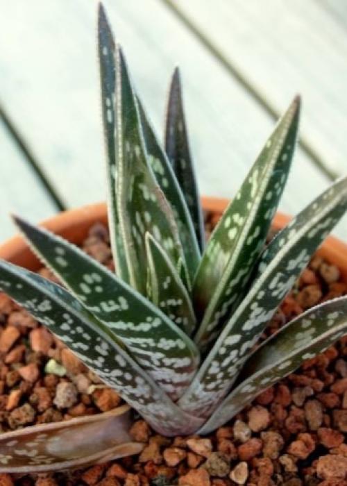 Интересные факты, кактус. 10 интересных фактов о, кактусах 09