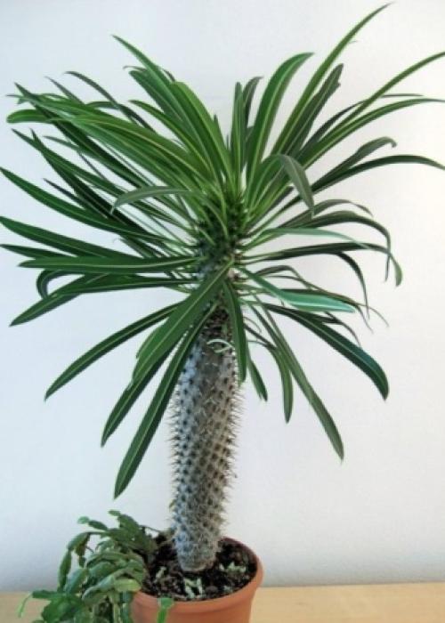 Интересные факты, кактус. 10 интересных фактов о, кактусах 08