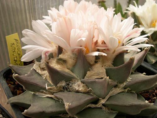 Интересные, кактусы. Топ 15 редких, кактусов. Необычные растения для дома!