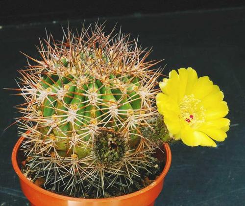 Интересные, кактусы. Топ 15 редких, кактусов. Необычные растения для дома!