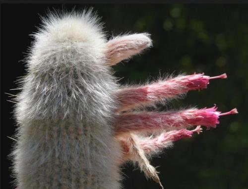 Интересные, кактусы. Топ 15 редких, кактусов. Необычные растения для дома!