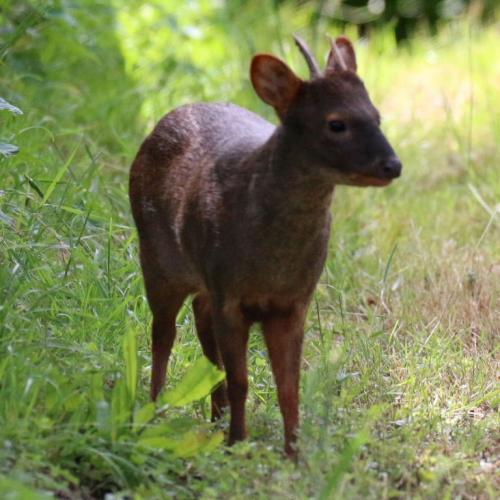 Интересные факты о оленях. 10 фактов о северных оленях 19