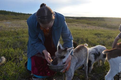 Жизнь оленей. Почему с северным оленем можно идти в разведку, и зачем они высовывают язык