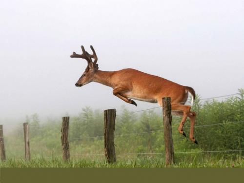 Интересные факты о оленях. 10 фактов о северных оленях 21