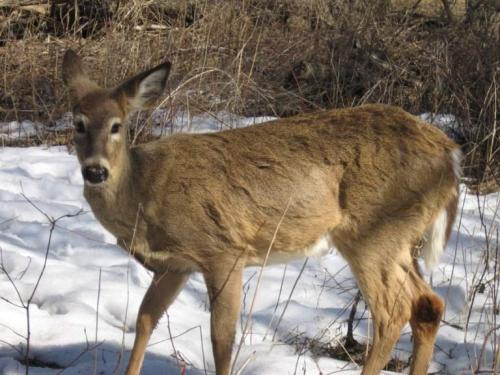 Интересные факты о оленях. 10 фактов о северных оленях 22