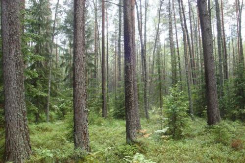 Беларусь факты. Общие интересные факты о Беларуси 02