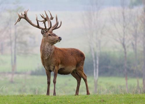 Породы оленей