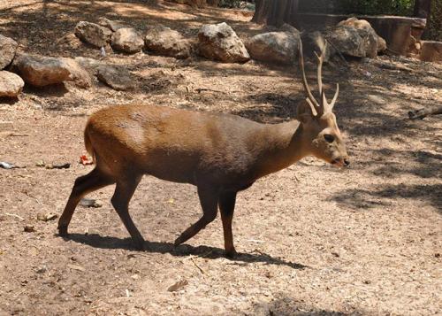 Породы оленей