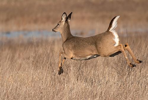 Породы оленей