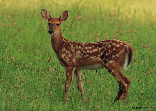 Породы оленей