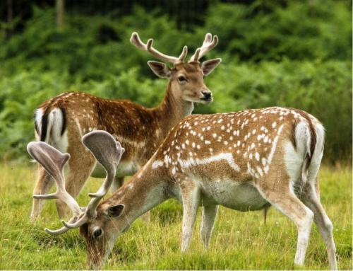 Интересные факты о оленях. 10 фактов о северных оленях 16