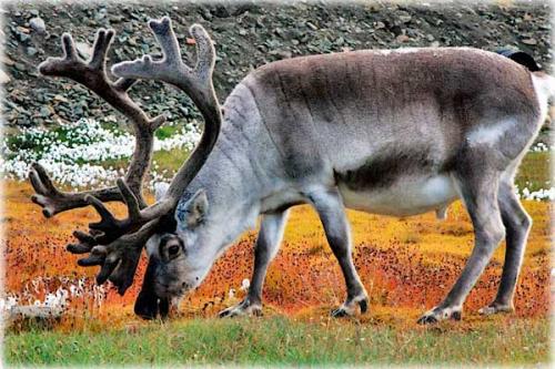 Интересные факты о оленях. 10 фактов о северных оленях 12