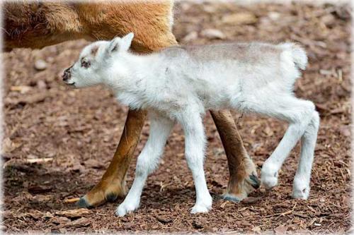 Интересные факты о оленях. 10 фактов о северных оленях 14