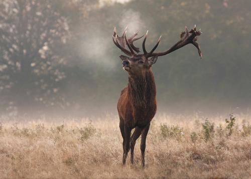 Породы оленей