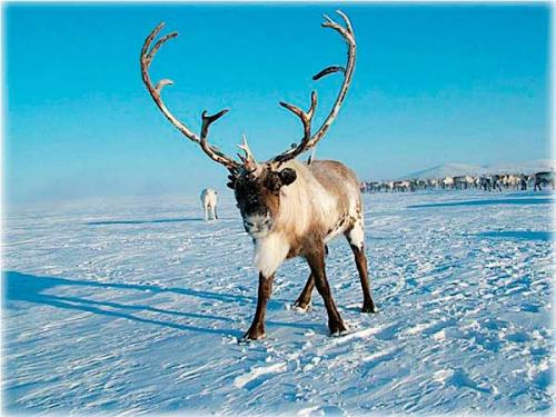 Интересные факты о оленях. 10 фактов о северных оленях 11