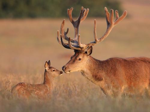 Интересные факты о оленях. 10 фактов о северных оленях 23