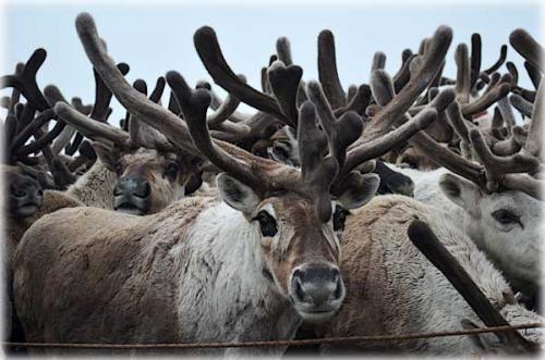 Интересные факты о оленях. 10 фактов о северных оленях 15