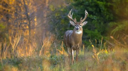 Интересные факты о оленях. 10 фактов о северных оленях 25