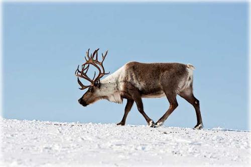 Интересные факты о оленях. 10 фактов о северных оленях 13