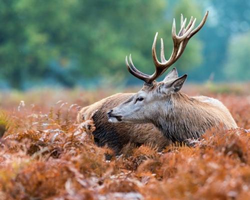 Интересные факты о оленях. 10 фактов о северных оленях 18